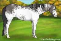 Horse Color:White Spotted Grullo Sabino
