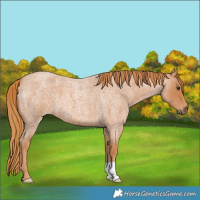 Horse Color:Red Roan 