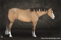 Horse Color:Amber Champagne Splash Rabicano 