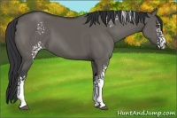 Horse Color:White Spotted Grullo 