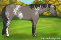Horse Color:White Spotted Grullo