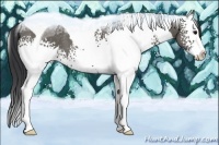 Horse Color:White Spotted Grullo Splash Tobiano 