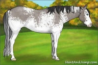 Horse Color:White Spotted Grullo Roan Splash
