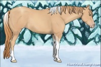 Horse Color:Gold Champagne Tobiano Rabicano