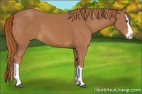 Horse Color:Chestnut Splash 