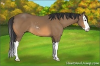Horse Color:Buckskin Sabino Splash 