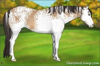 Horse Color:White Spotted Amber Champagne 