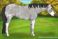 Horse Color:Smoky Grullo Ice Roan Sabino 