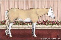 Horse Color:Gold Champagne Dun Sabino Splash 