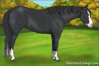 Horse Color:Black Sabino Splash