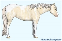 Horse Color:Silver Classic Champagne Ice Dun Sabino Tobiano 