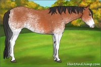Horse Color:White Spotted Bay 