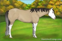 Horse Color:Classic Champagne Dun Splash 