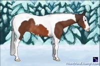 Horse Color:Bay Splash Tobiano Rabicano 