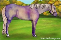 Horse Color:Palomino Dun Sabino 