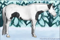 Horse Color:Black Splash Tobiano