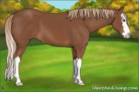 Horse Color:Chestnut Sabino Splash