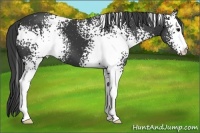 Horse Color:White Spotted Black