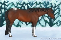 Horse Color:Unknown 