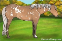 Horse Color:White Spotted Silver Buckskin Rabicano