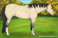 Horse Color:Buckskin Roan Dun 