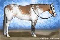 Horse Color:White Spotted Buckskin Sabino