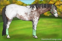 Horse Color:White Spotted Bay Appaloosa