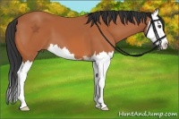 Horse Color:Bay Sabino Splash