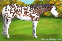 Horse Color:Bay Splash Appaloosa 