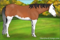 Horse Color:Bay Splash 