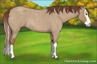 Horse Color:Red Dun Roan Splash 