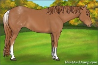 Horse Color:White Spotted Chestnut 