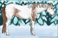 Horse Color:White Spotted Chestnut Tobiano 