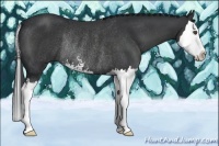 Horse Color:Black Sabino Splash Rabicano