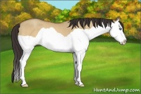 Horse Color:Amber Champagne Dun Splash 