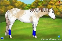 Horse Color:White Spotted Red Dun Splash 