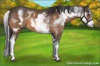 Horse Color:White Spotted Buckskin Splash Frame 