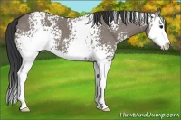 Horse Color:White Spotted Grullo Splash 