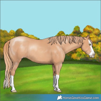 Horse Color:Gold Champagne Splash Rabicano 