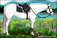 Horse Color:Bay Sabino Varnish 