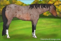 Horse Color:Bay Roan 