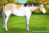Horse Color:White Spotted Buckskin Dun Splash