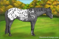 Horse Color:Black Sabino Appaloosa Rabicano