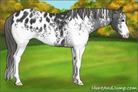 Horse Color:White Spotted Black Sabino Appaloosa Rabicano