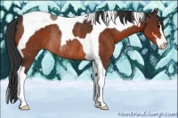 Horse Color:Bay Sabino Tobiano Rabicano 