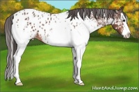 Horse Color:White Spotted Bay Sabino Splash Appaloosa