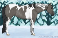 Horse Color:Grullo Tobiano Rabicano