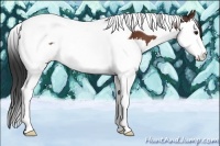 Horse Color:Bay Splash Tobiano 