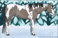 Horse Color:Grullo Splash Tobiano Rabicano