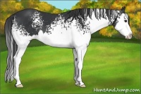 Horse Color:White Spotted Black Splash 
